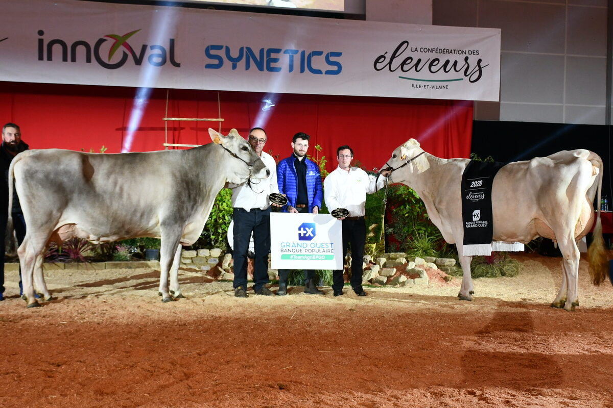 Un groupe de personnes et deux bovins sur un ring lors de la remise des prix d'un concours bovin - Illustration La Brune  en présentation