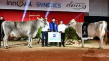 Un groupe de personnes et deux bovins sur un ring lors de la remise des prix d'un concours bovin