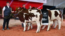 Un groupe de personnes et des vaches Rouges des prés sur un ring lors d'un concours bovin
