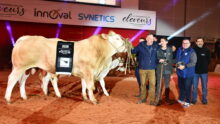 Un groupe de personnes et des bovins de race Blonde d'Aquitaine sur un ring lors de la remise des prix d'un concours bovin