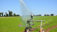 Canon d'irrigation dans une parcelle agricole de cultures