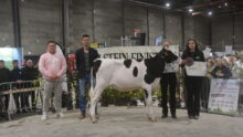 Un groupe de personnes et une génisse sur un ring lors de la remise des prix d'un concours bovin