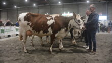 Des éleveurs et des vaches lors de la présentation des animaux dans un concours bovin