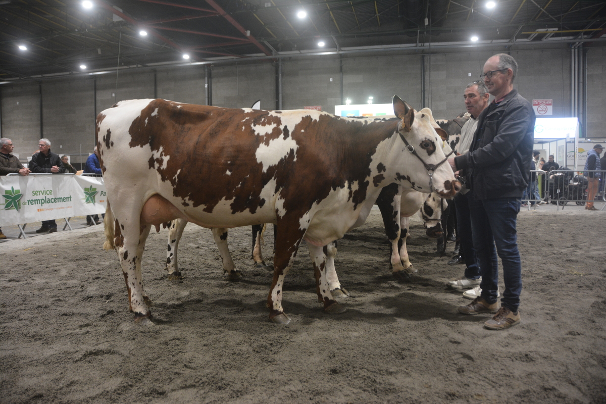 Des éleveurs et des vaches lors de la présentation des animaux dans un concours bovin - Illustration Une très belle édition brestoise