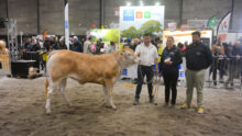 Des éleveurs et une vache blonde d'aquitaine lors de la remise des prix d"un concours