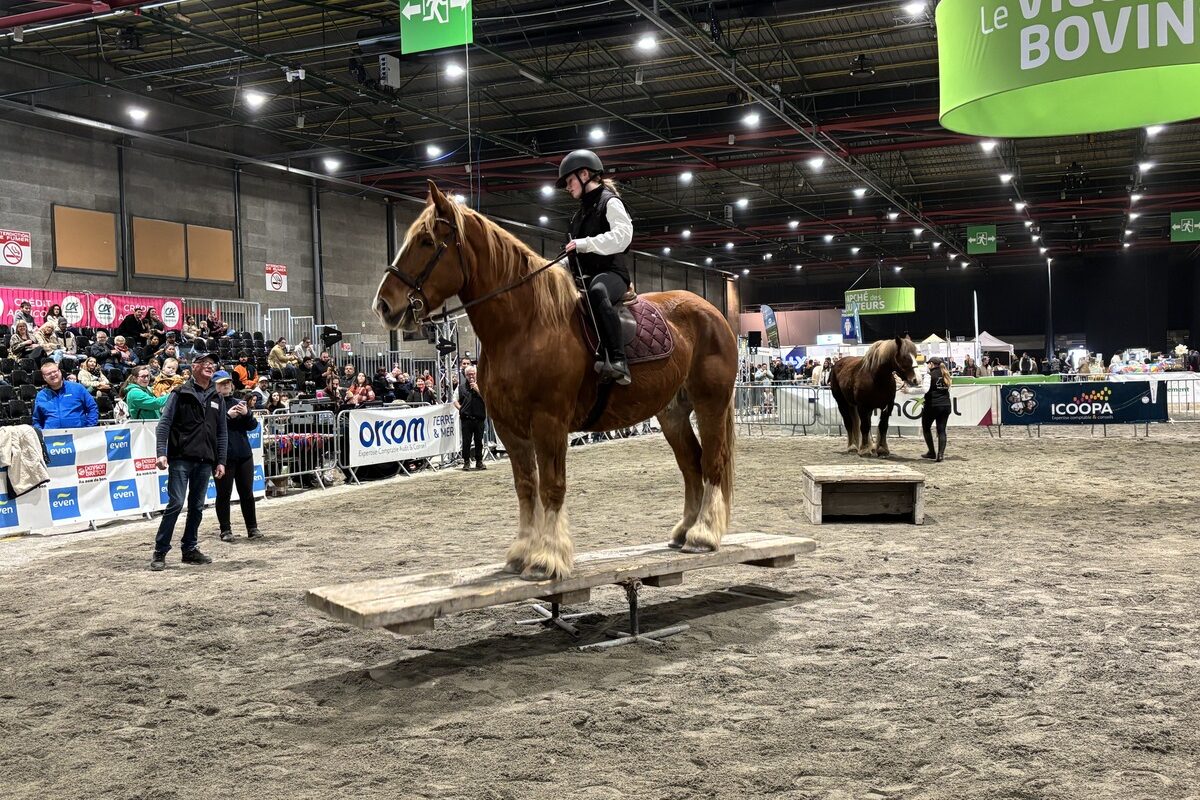 Un cheval de race Trait Breton avec sa cavalière sur un pont basculant tiennent en équilibre lors d'une présentation dans un salon - Illustration Vicomte en équilibre