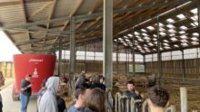 Des jeunes de dos écoute un éleveur avec un micro dans un bâtiment d'élevage de bovins