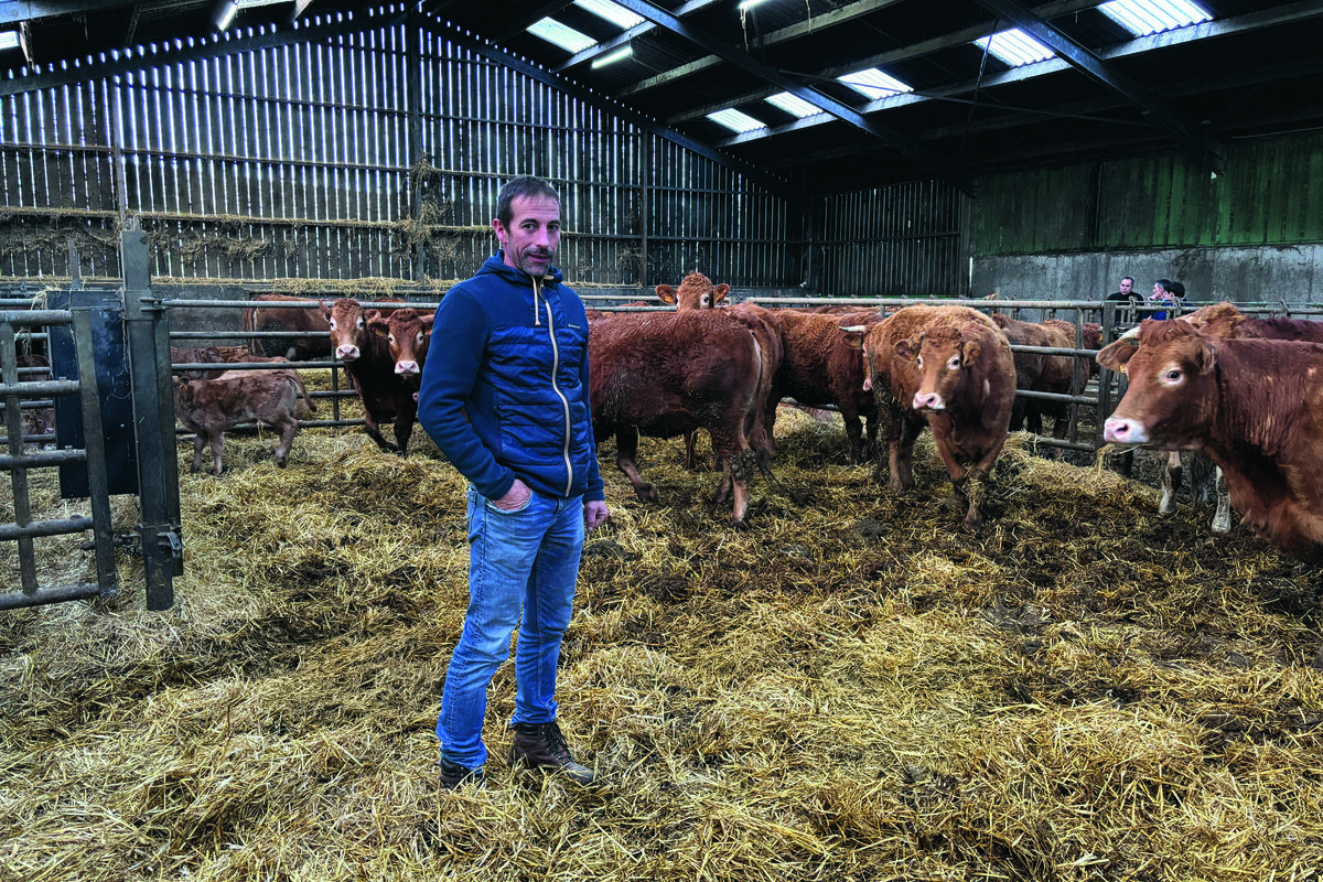 Un homme avec ses vaches allaitantes dans uns stabulation paillée - Illustration « C’est une maladie qui s’achète »