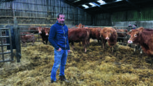 Un homme avec ses vaches allaitantes dans uns stabulation paillée