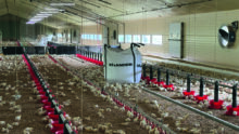 Des poussins de 6 jours dans un bâtiment d'élevage