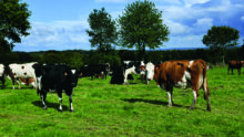 vaches au pâturage avec des arbres et un ciel bleu