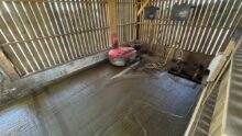 Un automate aspirateur de lisier dans une enceinte bardée de claire-voie dans un bâtiment d'élevage pour bovins