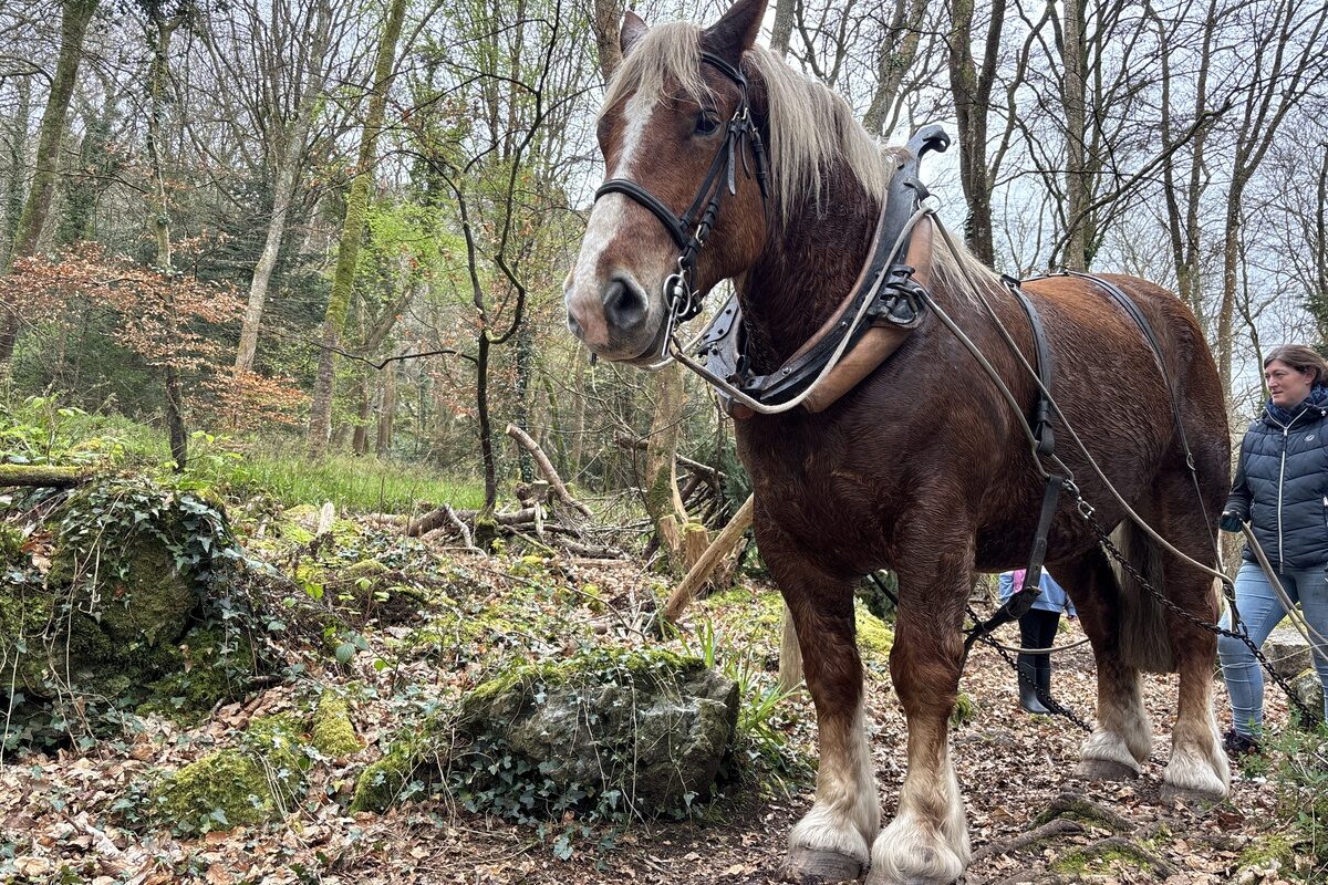 Cheval de trait dans une forêt - Illustration Un trait d’union entre l’homme et le cheval