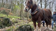 Cheval de trait dans une forêt