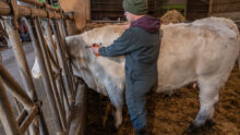 Eleveur en train de vacciner une vache charolaise