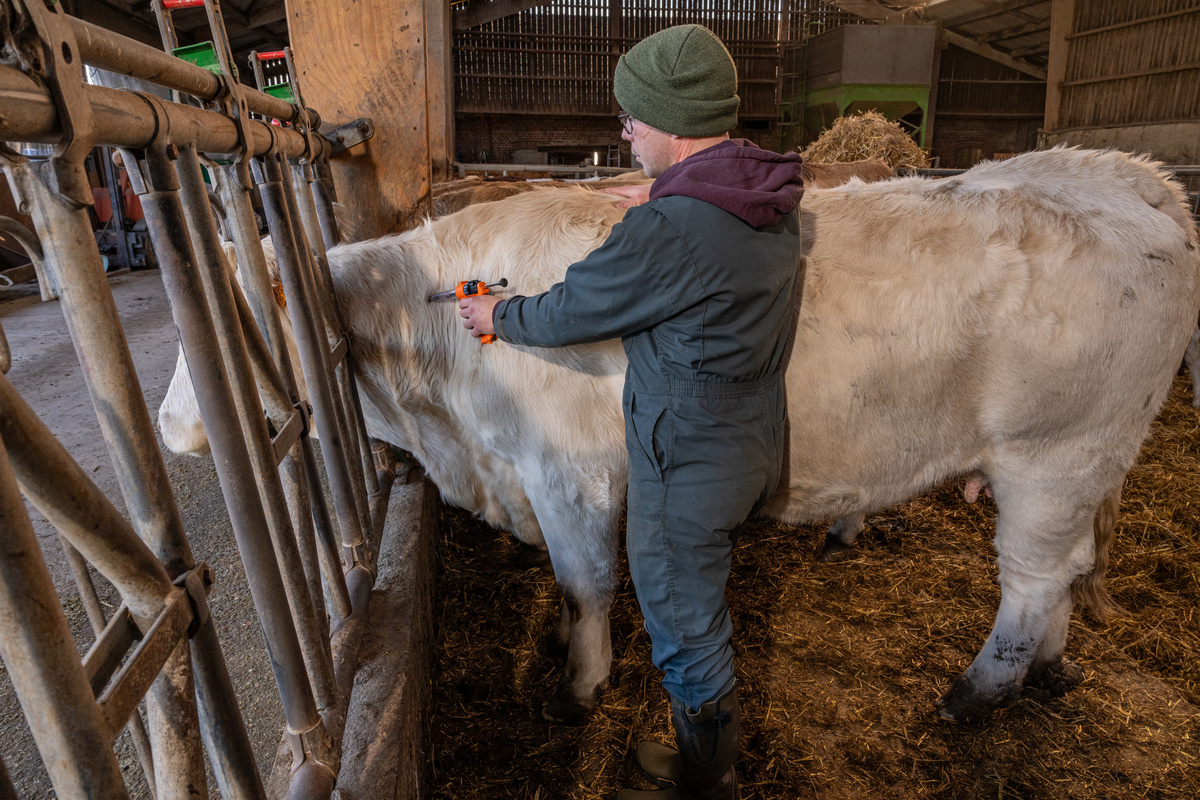 Eleveur en train de vacciner une vache charolaise - Illustration Les clés d’une vaccination efficace