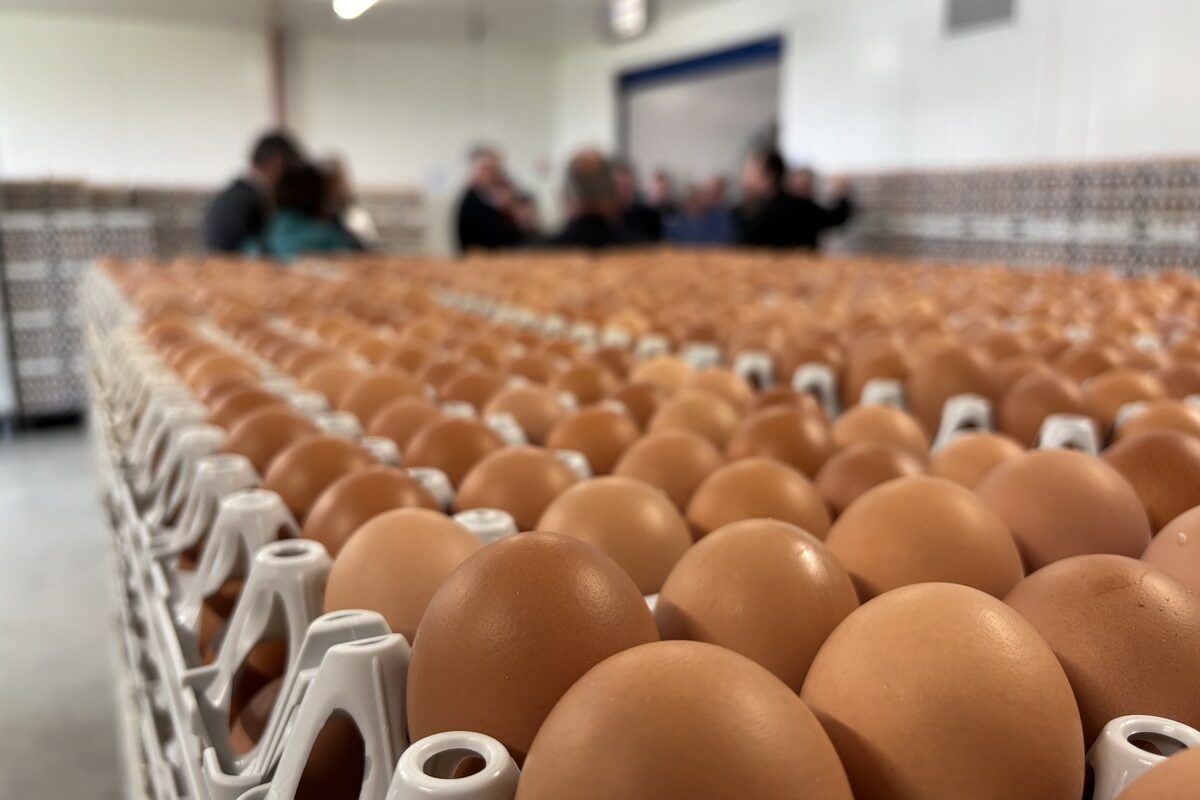Des oeufs - Illustration Production d’œufs en France : La demande pousse, l’administration freine