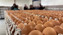 Des oeufs