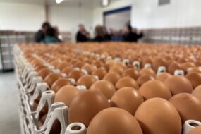Des oeufs