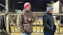 Un jeune homme et une jeune femme portant un bonnet dans une étable pour vaches laitières
