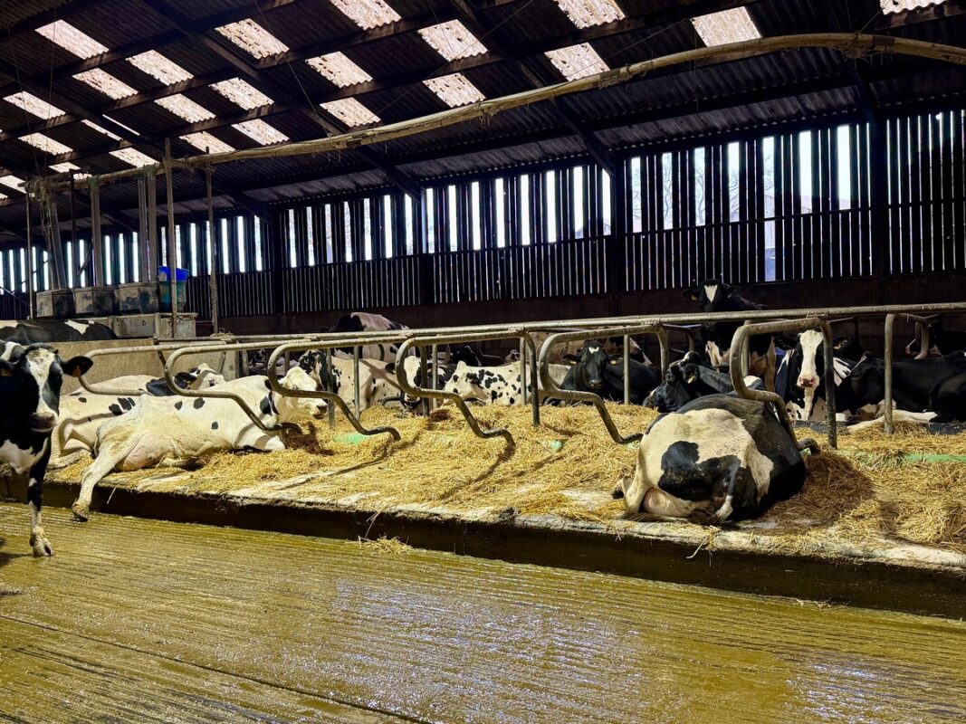 Une partie du bardage a été déposé pour améliorer la ventilation de l'étable. De la paille fine et un asséchant bactérien (apporté une fois par semaine) contribuent à un couchage plus sec. 