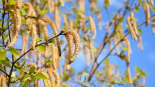Gros plan sur des fleurs de bouleau