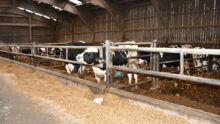 taurillons Holstein en bâtiment d'élevage