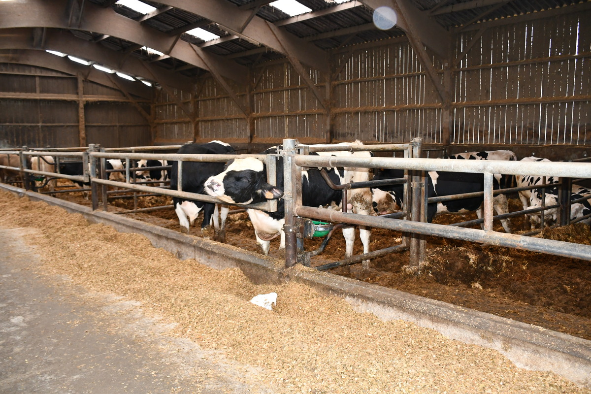 taurillons Holstein en bâtiment d'élevage - Illustration Tout le cheptel laitier valorisé en viande