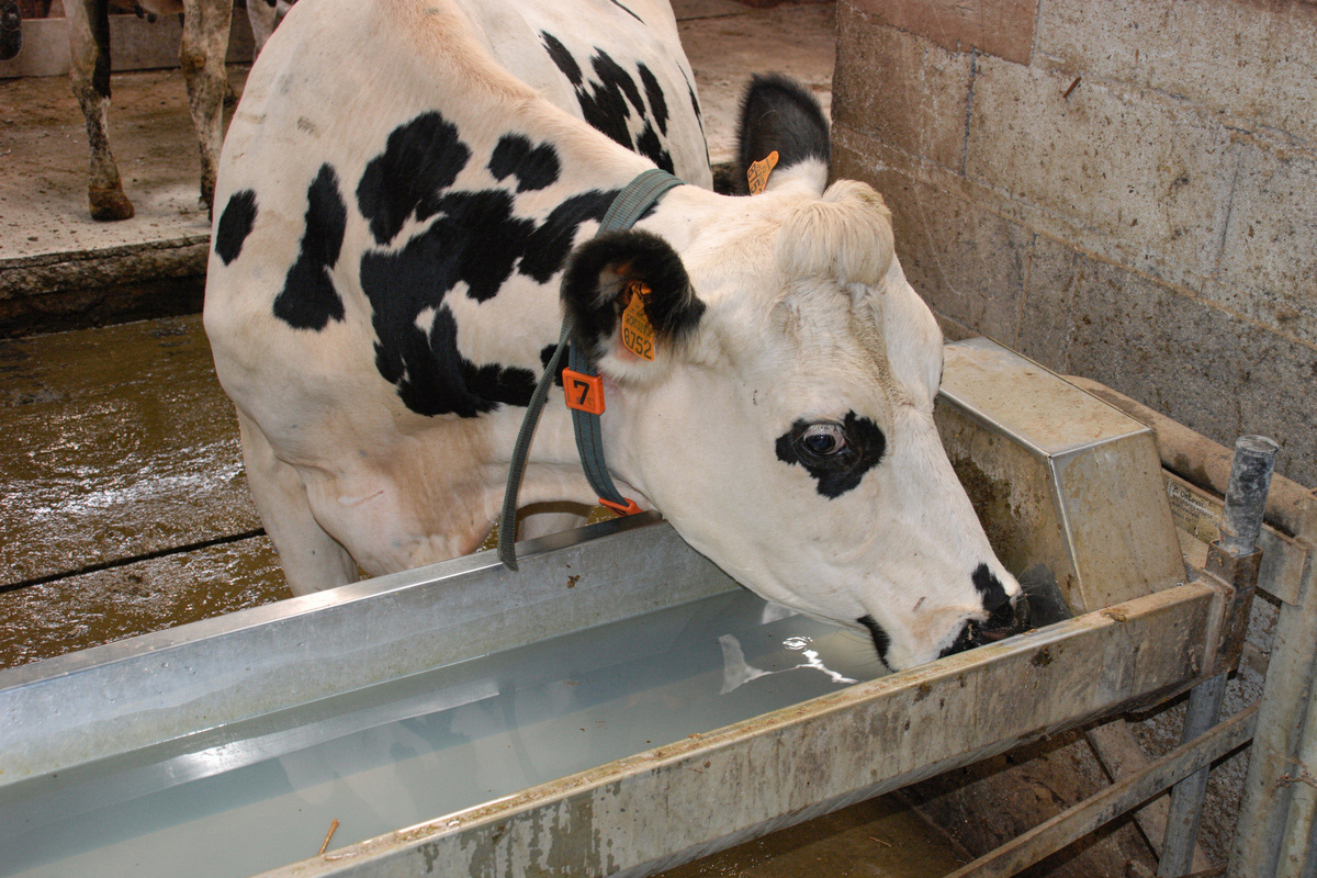 Une vache en train de boire à un abrevoir - Illustration Eau et élevage : S’adapter sous pression sociétale