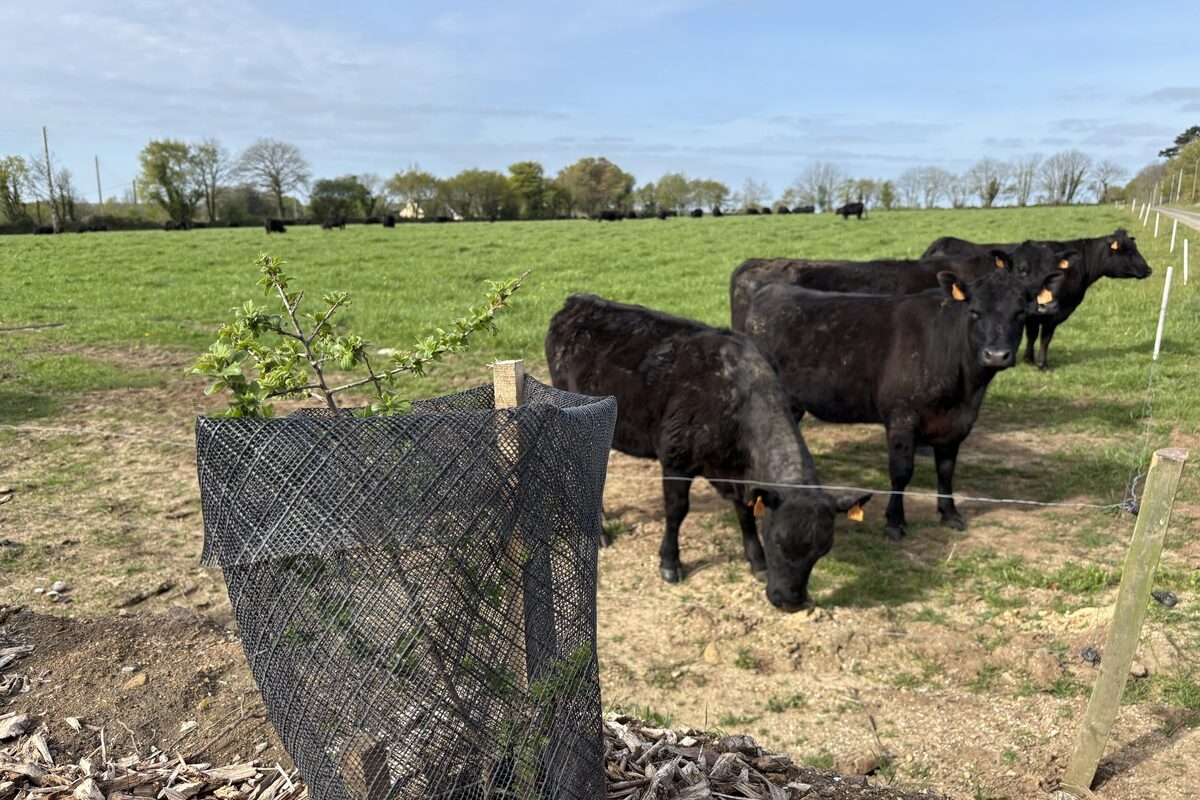 Un jeune arbre à côté de vaches de race Angus - Illustration Le plan 500 000 arbres se poursuit