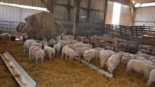 Des moutons dans un bâtiment d'élevage sur une aire paillée