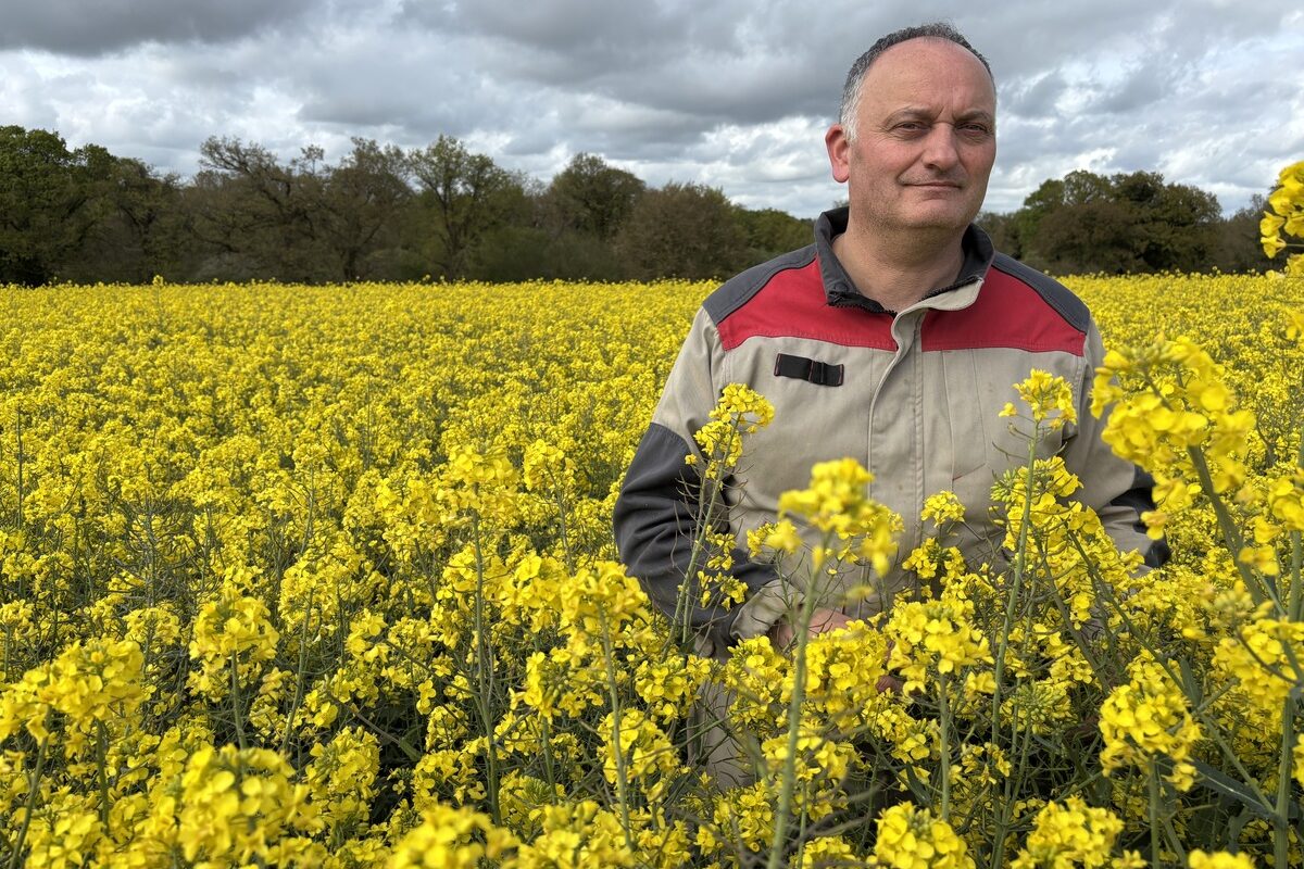 Un agriculteur dans un champ de colza - Illustration Il veille à la santé de ses plantes