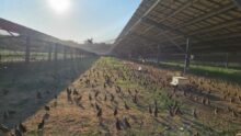 Un élevage de perdrix sous une volière photovoltaïque
