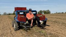 Une femme assise sur une machine en train de récolter des asperges vertes dans un champ