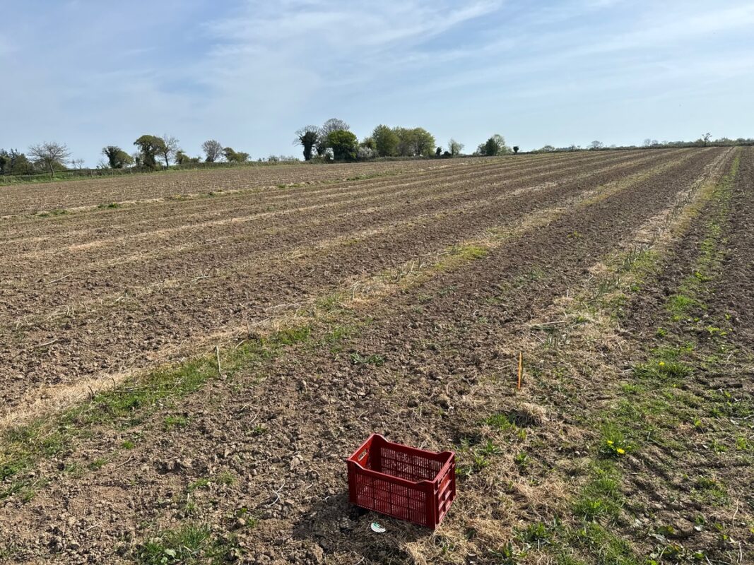 Une parcelle d'asperges vertes en début de saison de récolte