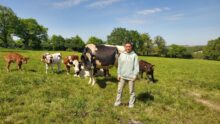 Une femme dans un champ avec des vaches
