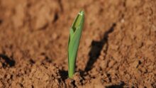 Gros plan sur un un jeune plant de maïs en pleine terre