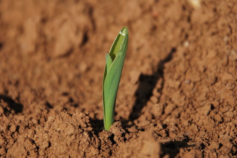Gros plan sur un un jeune plant de maïs en pleine terre - Illustration Des fragrances en barrière naturelle