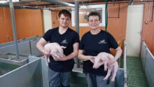Deux éleveurs avec des porcelets dans les bras dans une salle post sevrage d'une porcherie