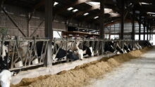 stabulation avec des vaches qui mangent au cornadis