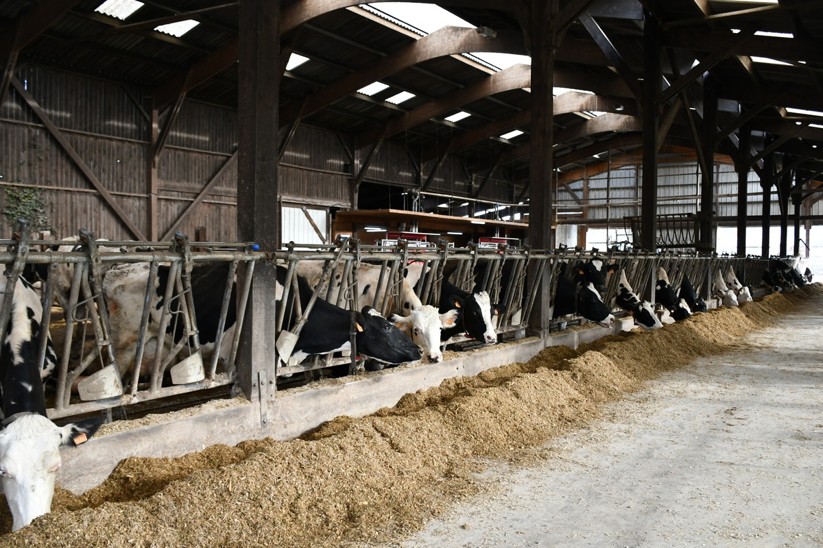 stabulation avec des vaches qui mangent au cornadis - Illustration Efficacité et confort de travail priment