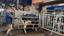 Un éleveur guide une vache vers un robot de traite grâce à une jeu de barrière