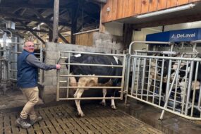 Un éleveur guide une vache vers un robot de traite grâce à une jeu de barrière
