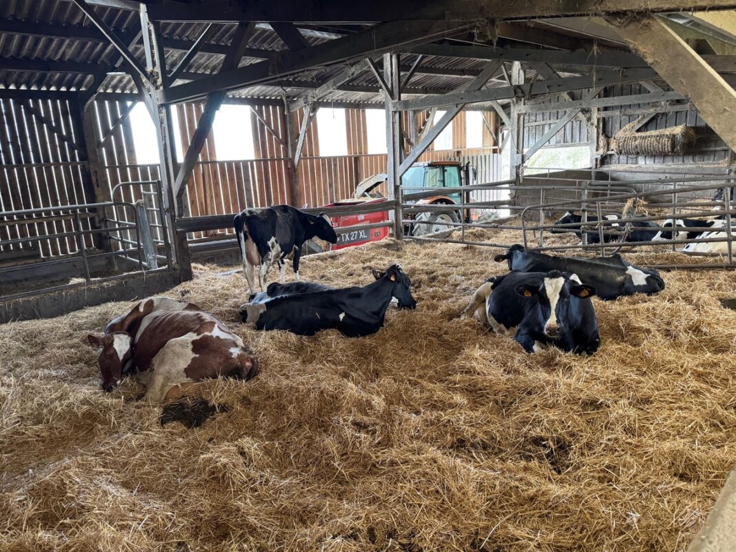 Des vaches de race Holstein couchée sur une litière paillée. 