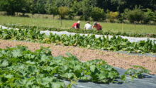 Des gens récoltent des légumes en extérieur
