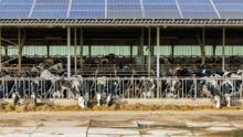 Des vaches au cornadis dans un bâtiment d'élevage avec une couverture en panneaux solaires