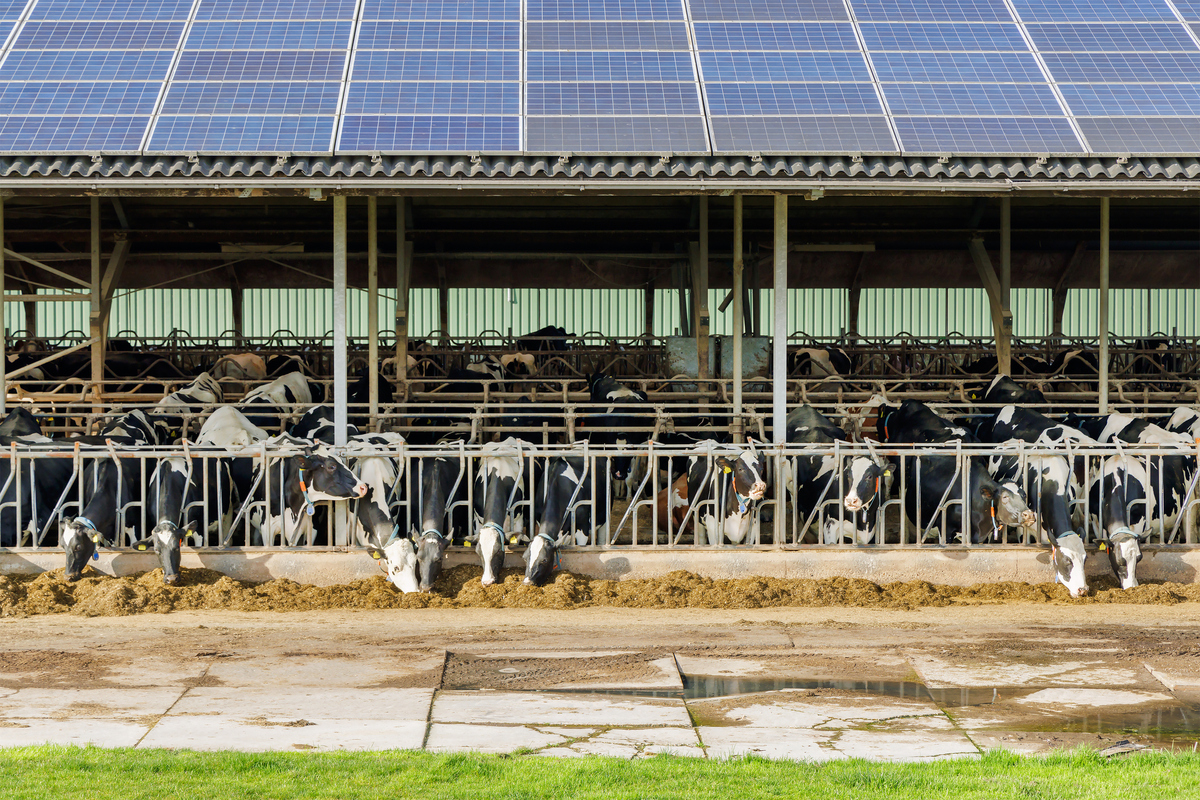 Des vaches au cornadis dans un bâtiment d'élevage avec une couverture en panneaux solaires - Illustration Les multiples facettes de l&rsquo;énergie