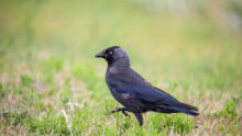 oiseau sur une parcelle