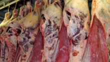des carcasses de viandes bovines pendues dans un abattoir