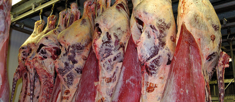 des carcasses de viandes bovines pendues dans un abattoir - Illustration Bilan de la consommation : La viande bovine en légère baisse en 2026